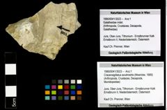 Foto (Objekt + Etiketten) von Cracensigillatus acutirostris (Moericke, 1889) 